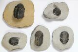 Lot: Assorted Devonian Trilobites - Pieces #119936-2